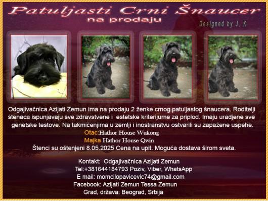 Patuljasti Crni Šnaucer
